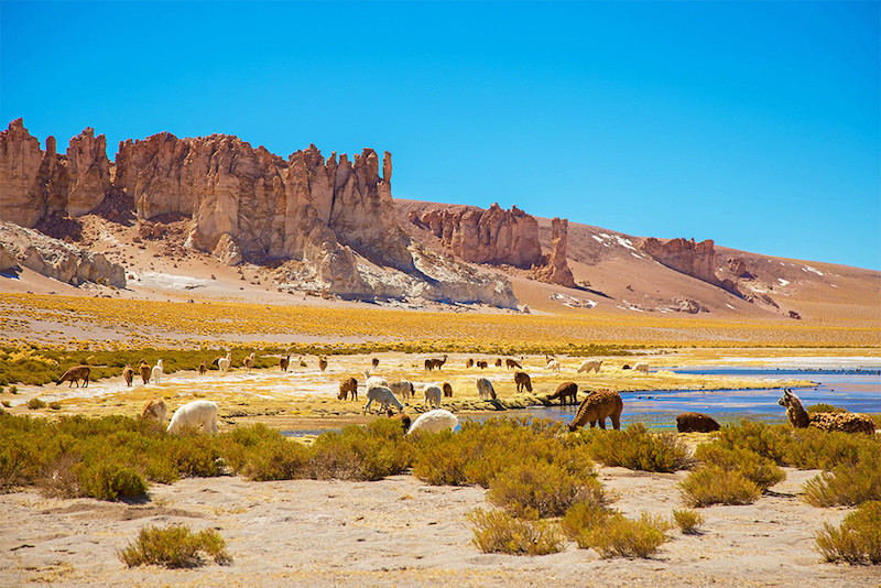 Salar de Tara em San Pedro de Atacama no Chile: animais
