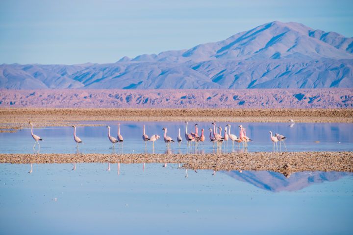 Salar de Tara em San Pedro de Atacama no Chile: flamingos