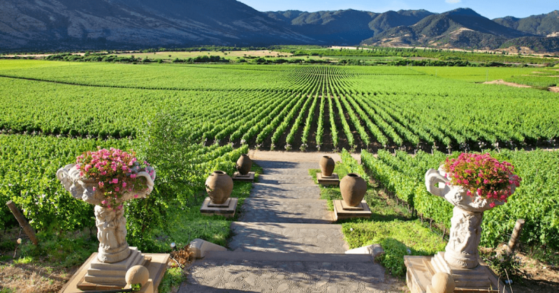 Rota dos vinhos no Chile