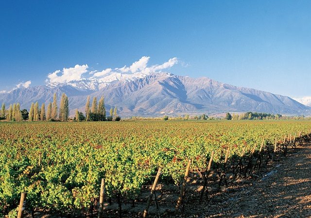 Rota dos vinhos no Valle del Maule no Chile