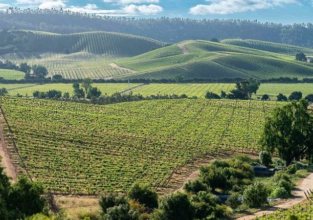 Rota dos vinhos no Valle de Casablanca no Chile