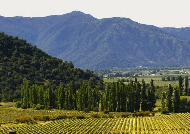 Rota dos vinhos no Valle de Curicó no Chile