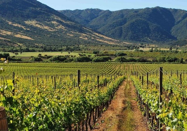 Rota dos vinhos no Valle de Colchagua no Chile
