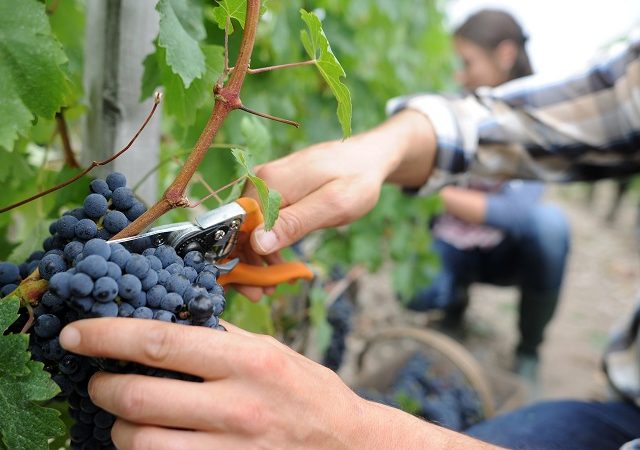 Celebrações da colheita da uva no Chile