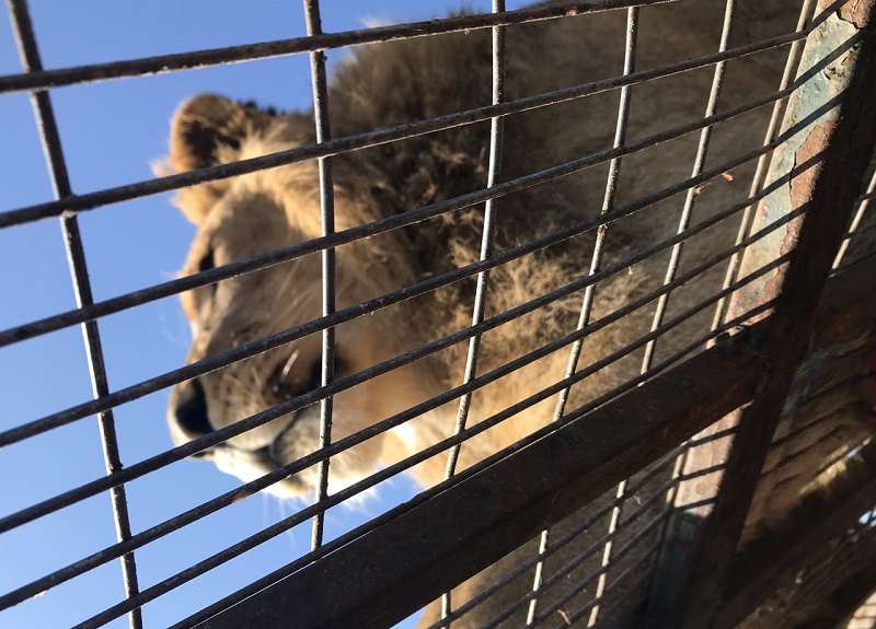 Leão no zoológico Parque Safari no Chile